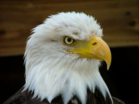 Eagle Sanctuary